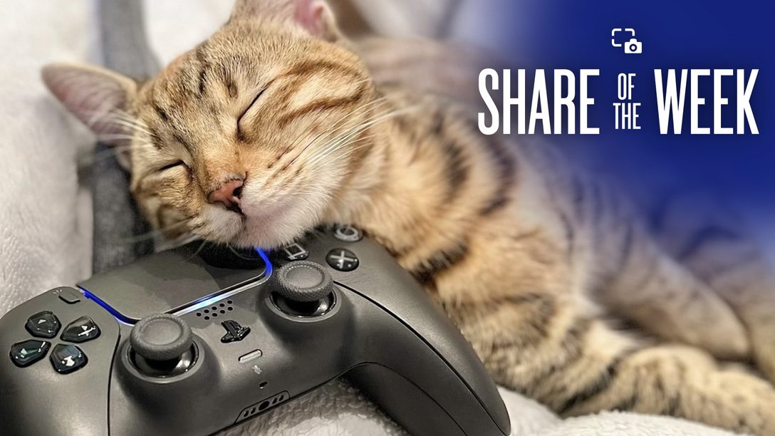 Share of the Week: Gamer Cats