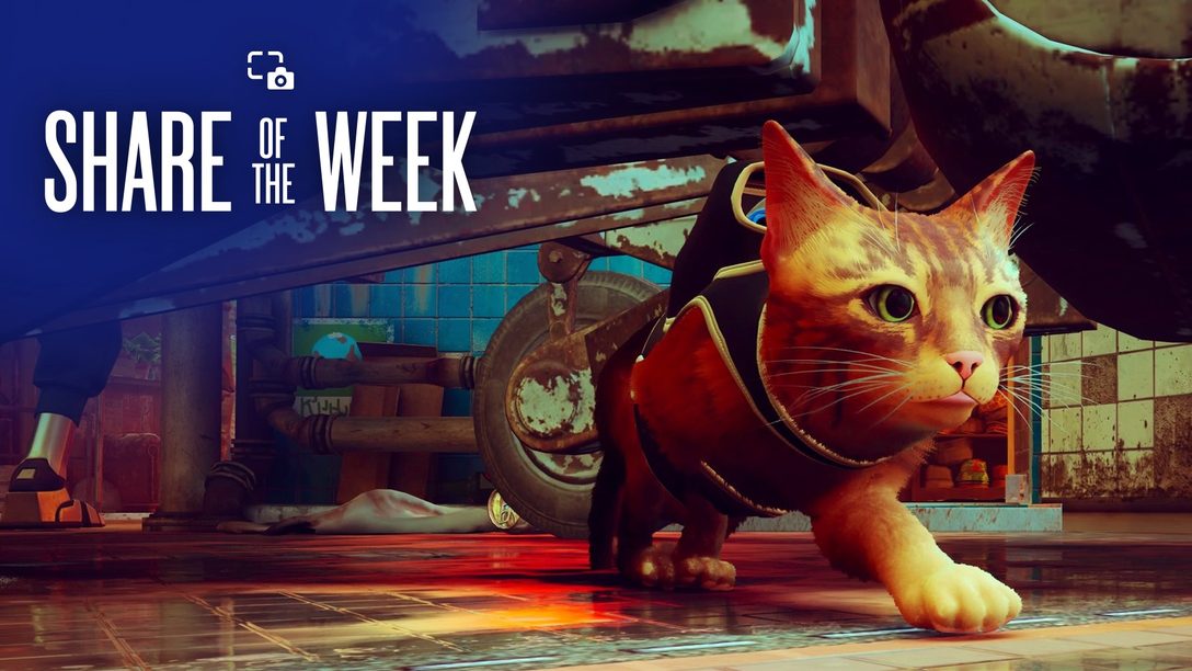 Share of the Week: Animals