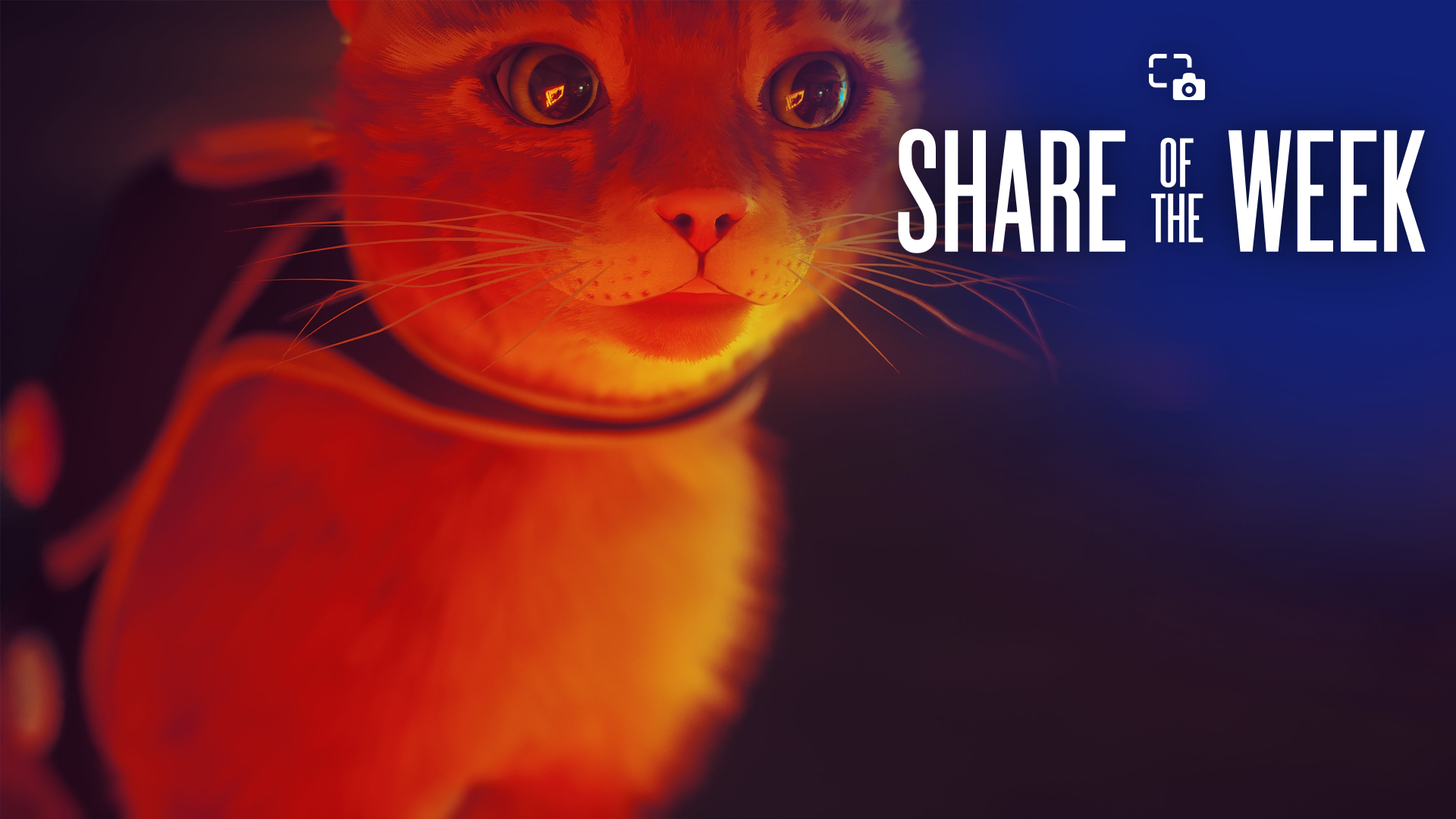 Share of the Week: Stray – Cat Closeups